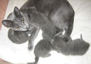 Russian Queen Tanya and babies